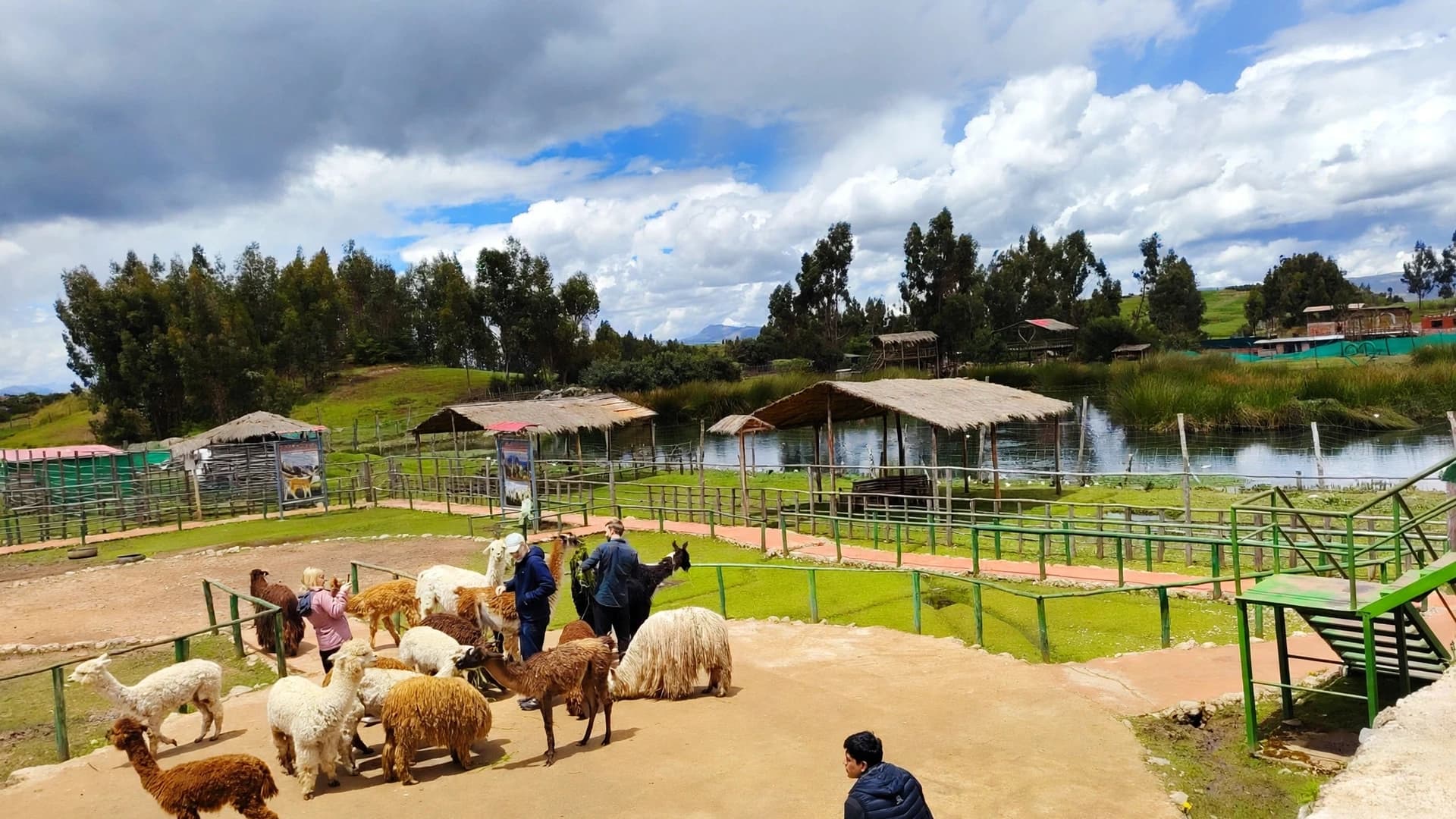 Alpaca durante el recorrido
